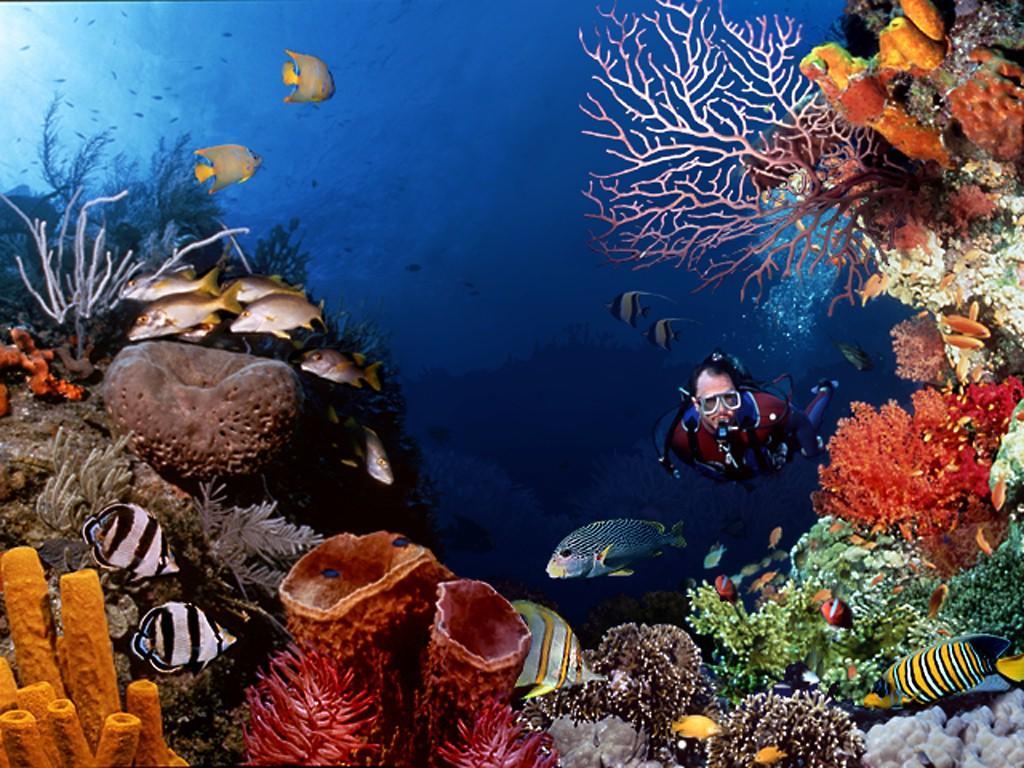 El Canonero Diving Beach Resort بويرتو غاليرا المظهر الخارجي الصورة
